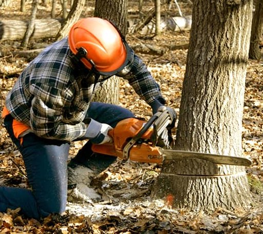 Tree Removal in D Lo, MS